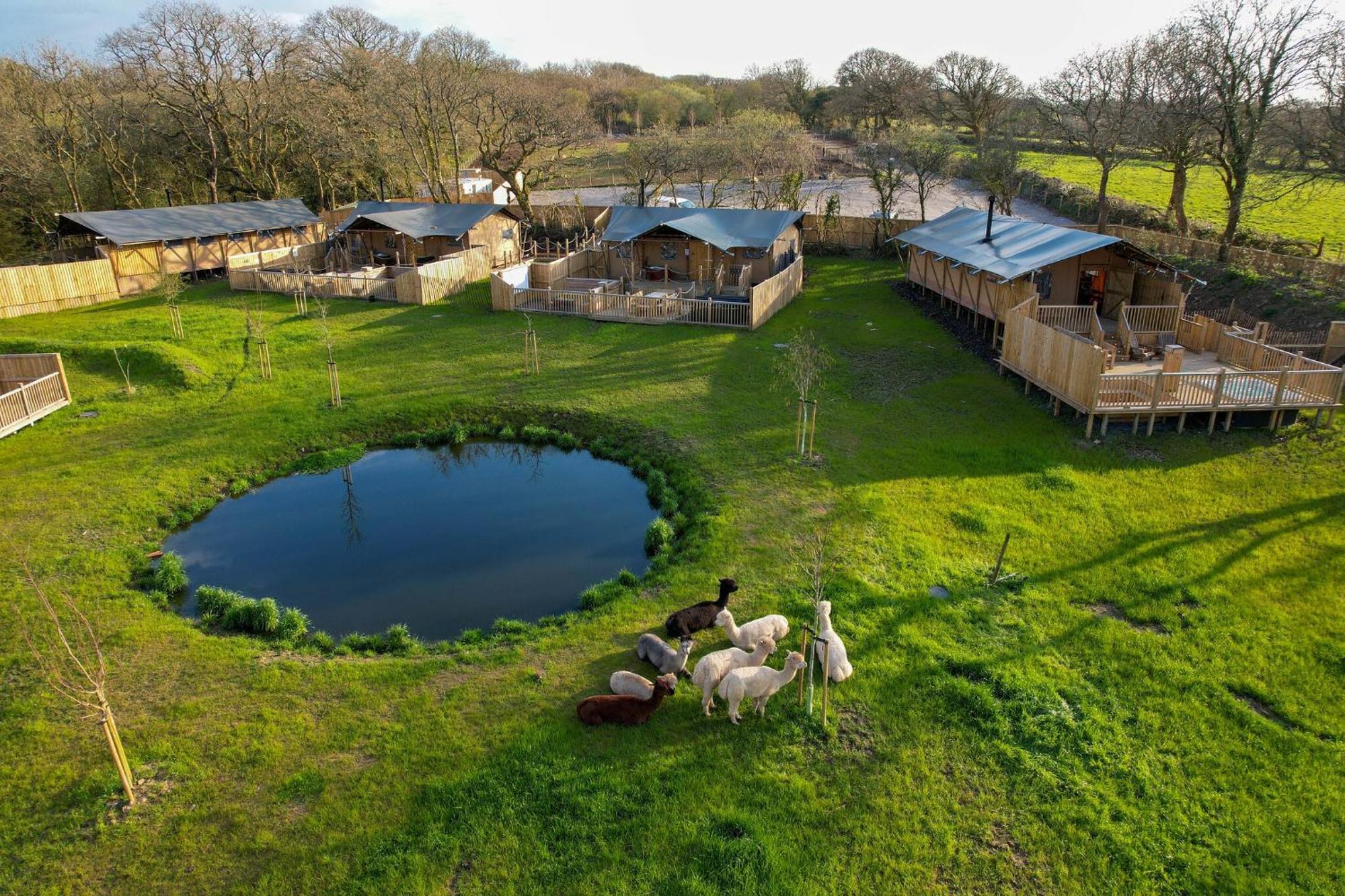 Jungle Book Safari Tent Tenby Eksteriør bilde