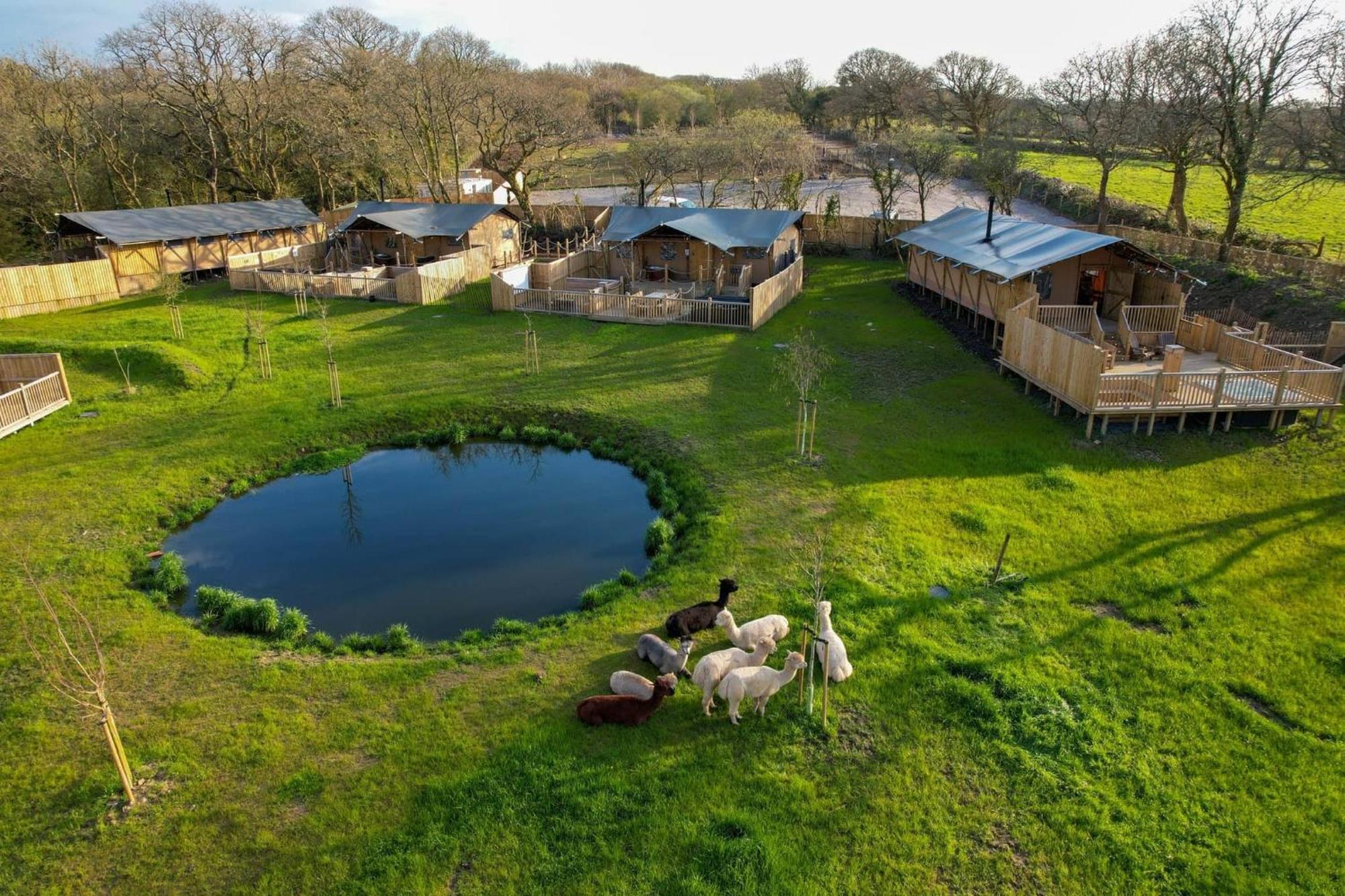 Jungle Book Safari Tent Tenby Eksteriør bilde